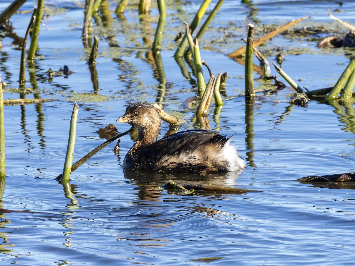 Pied-billed Grebe - ML644676361