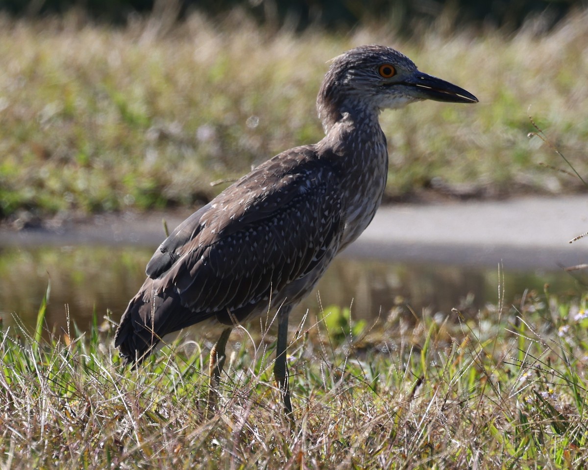 Yellow-crowned Night Heron - ML644676362