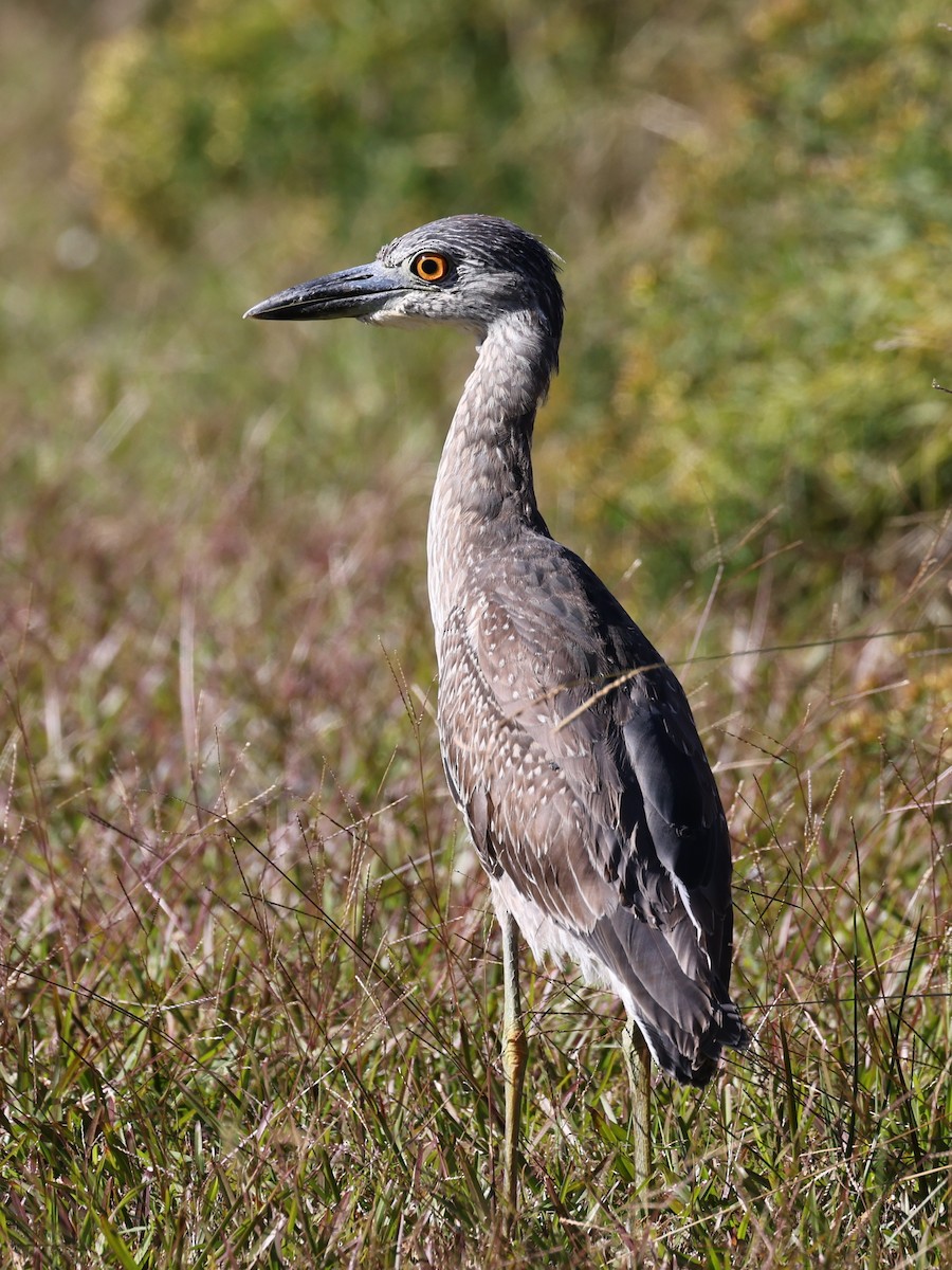 Yellow-crowned Night Heron - ML644676363