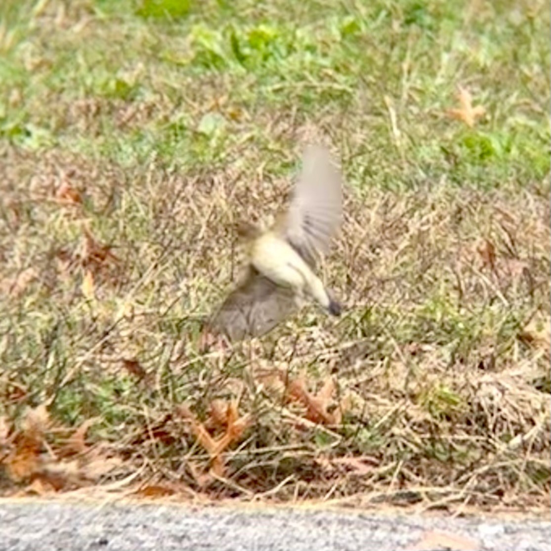 Dickcissel - ML644676364