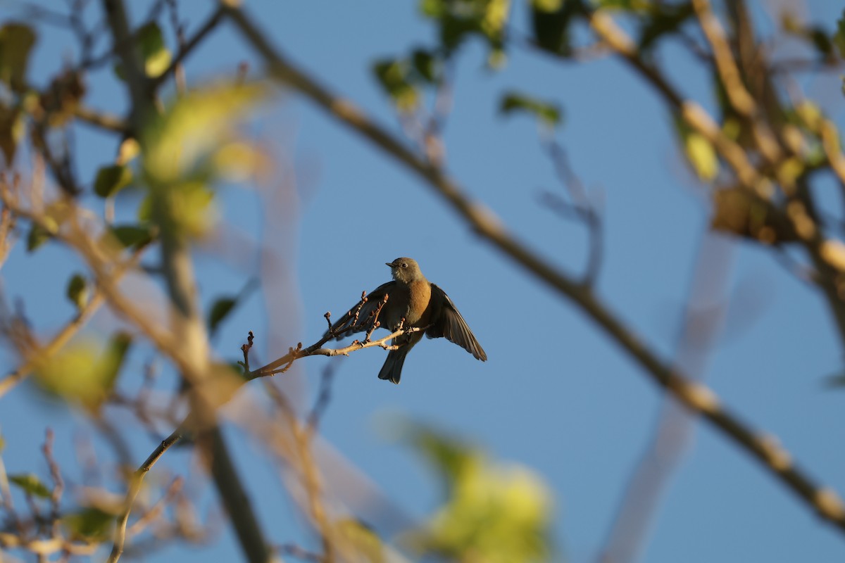 Western Bluebird - ML644676365