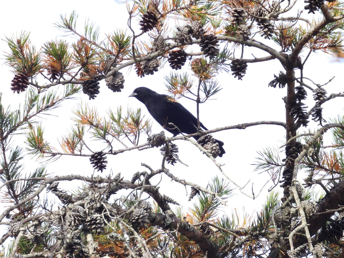 Red-winged Blackbird - ML644676366