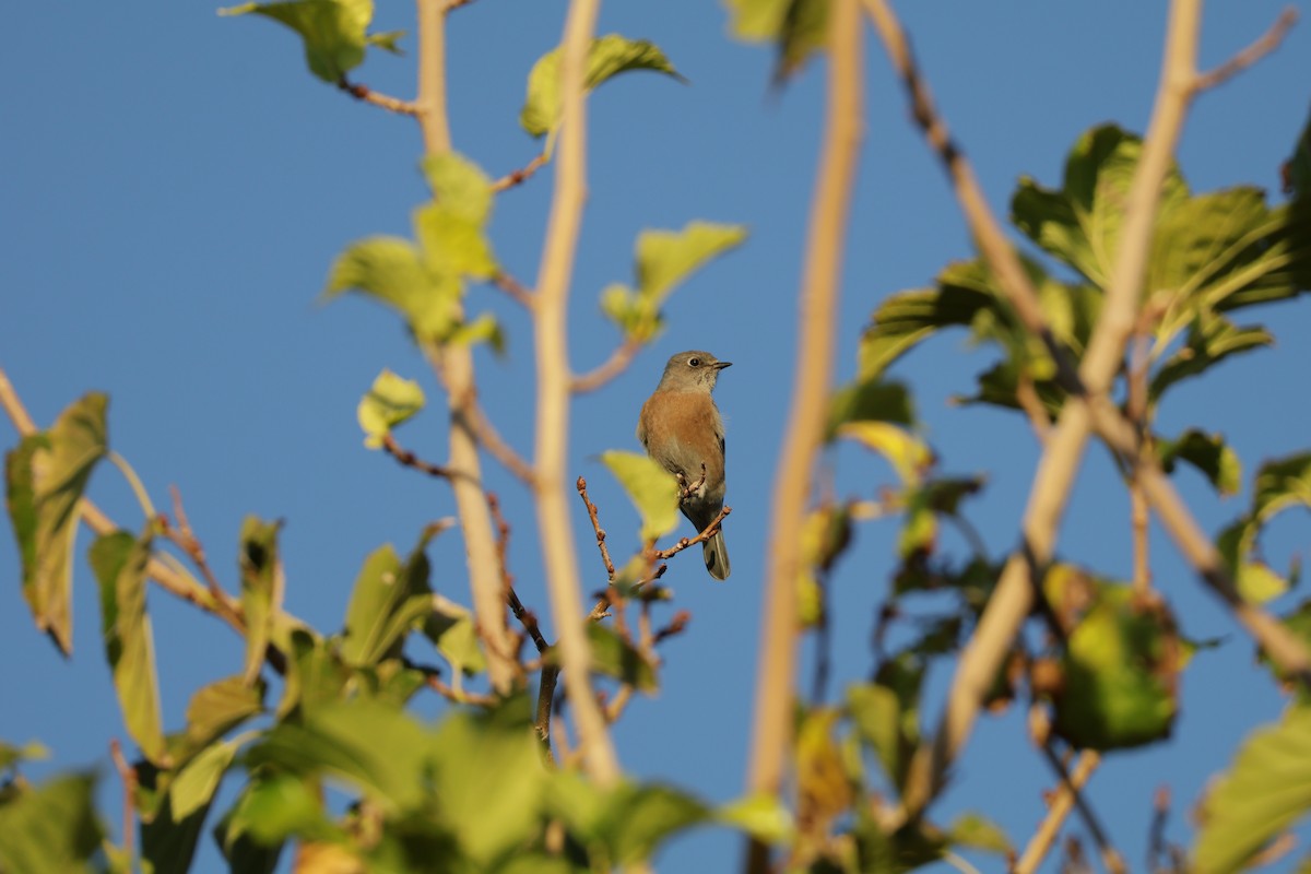 Western Bluebird - ML644676367