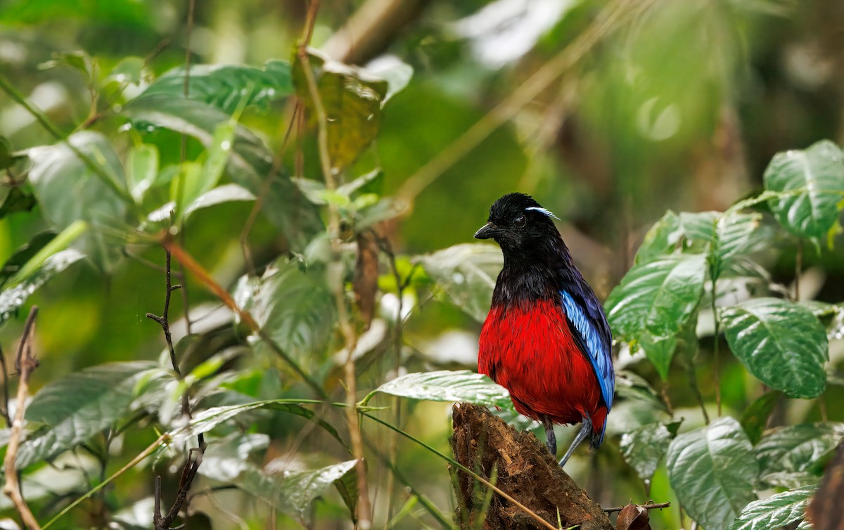 Black-crowned Pitta - ML644676368