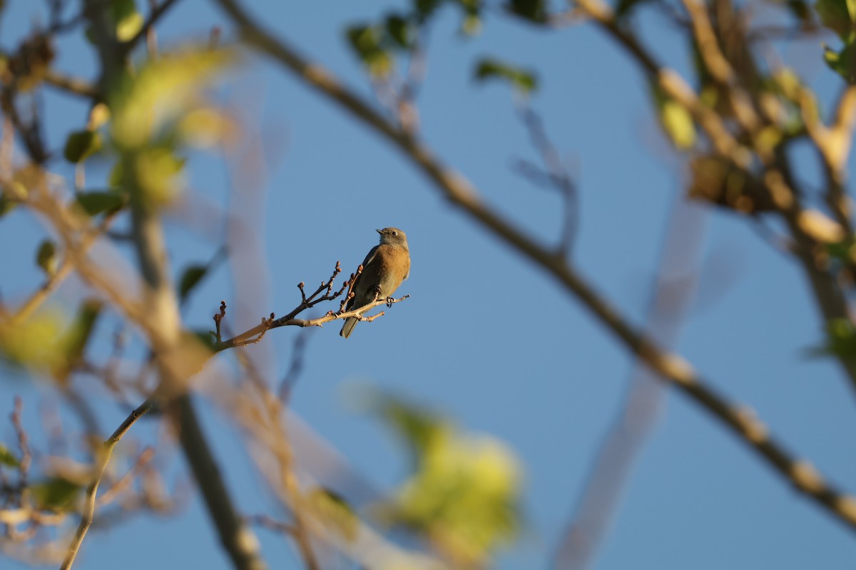 Western Bluebird - ML644676369