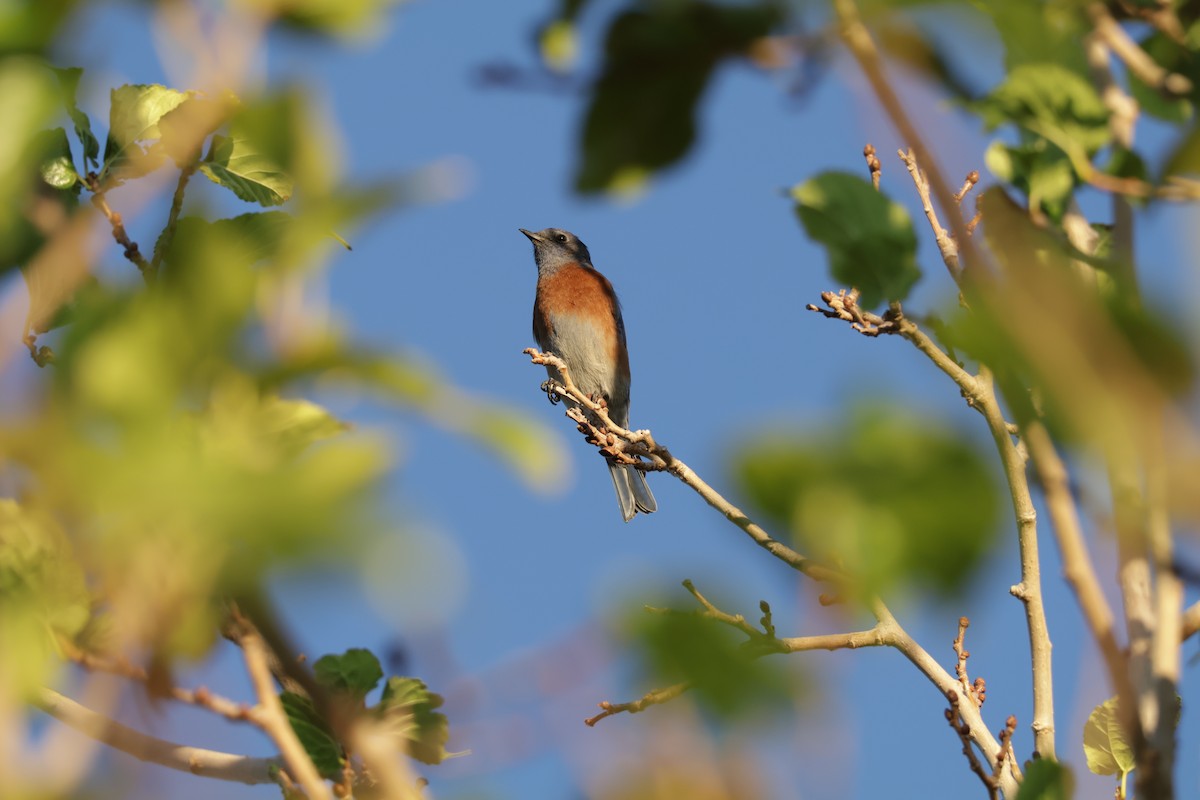 Western Bluebird - ML644676370