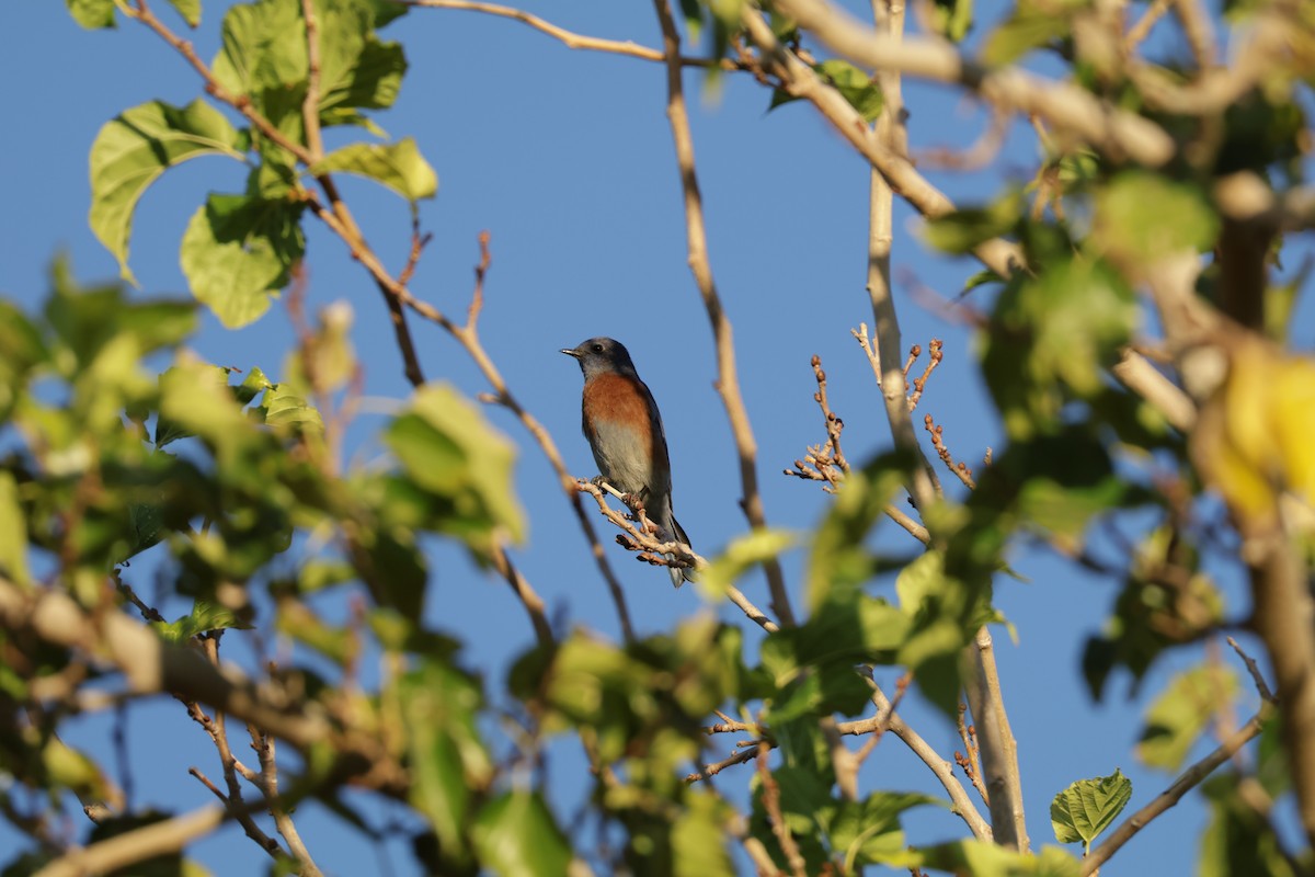 Western Bluebird - ML644676371