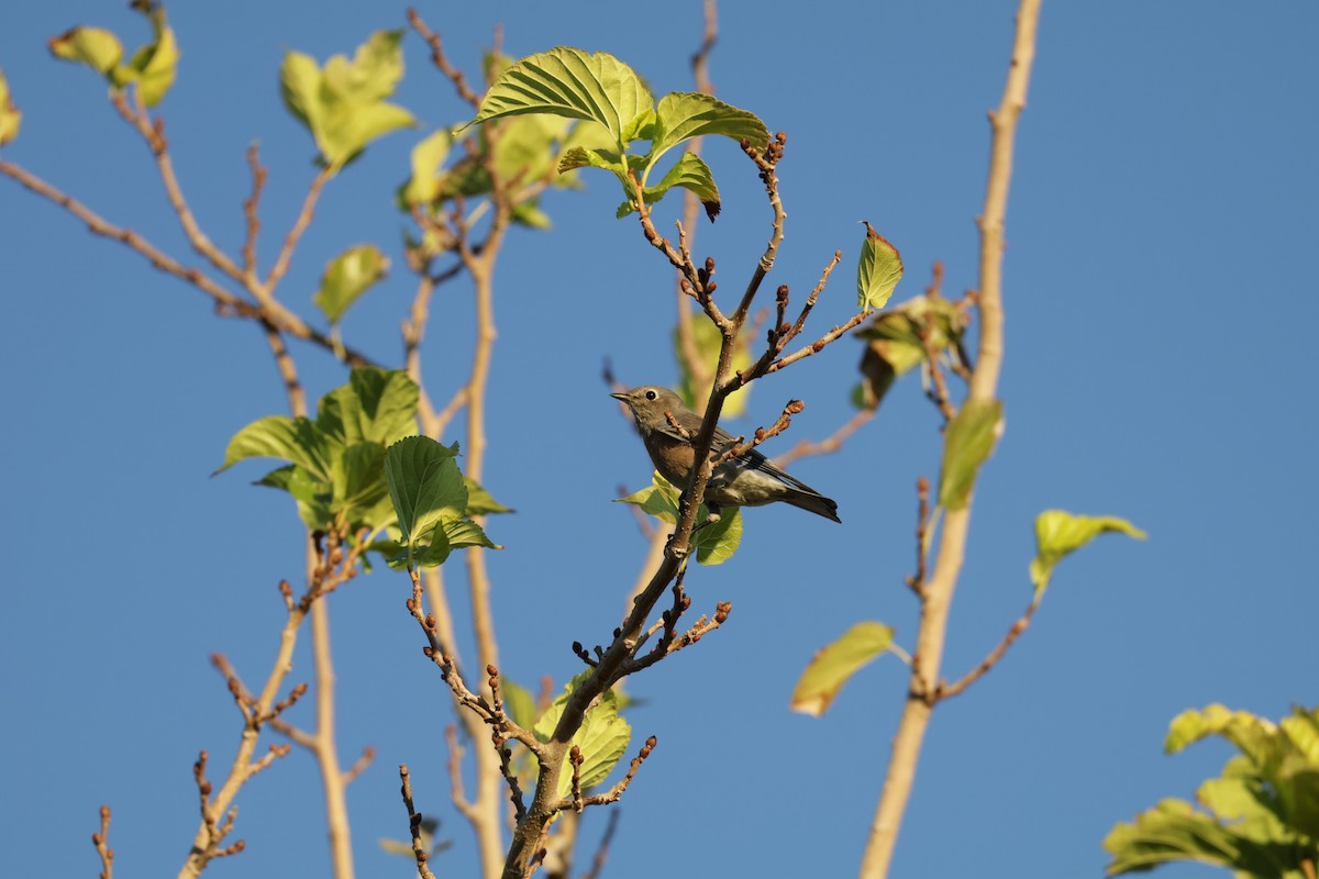 Western Bluebird - ML644676372
