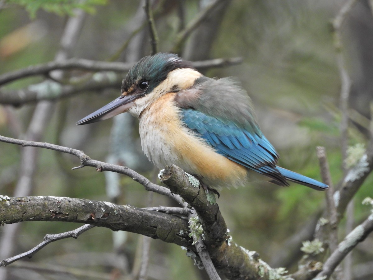 ledňáček posvátný (ssp. sanctus) - ML644676374