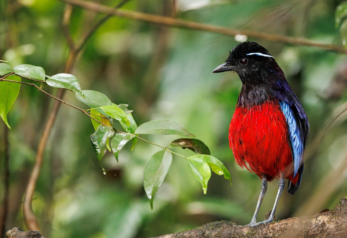 Black-crowned Pitta - ML644676375