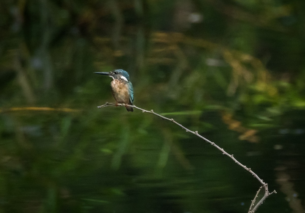 Common Kingfisher - ML644676376