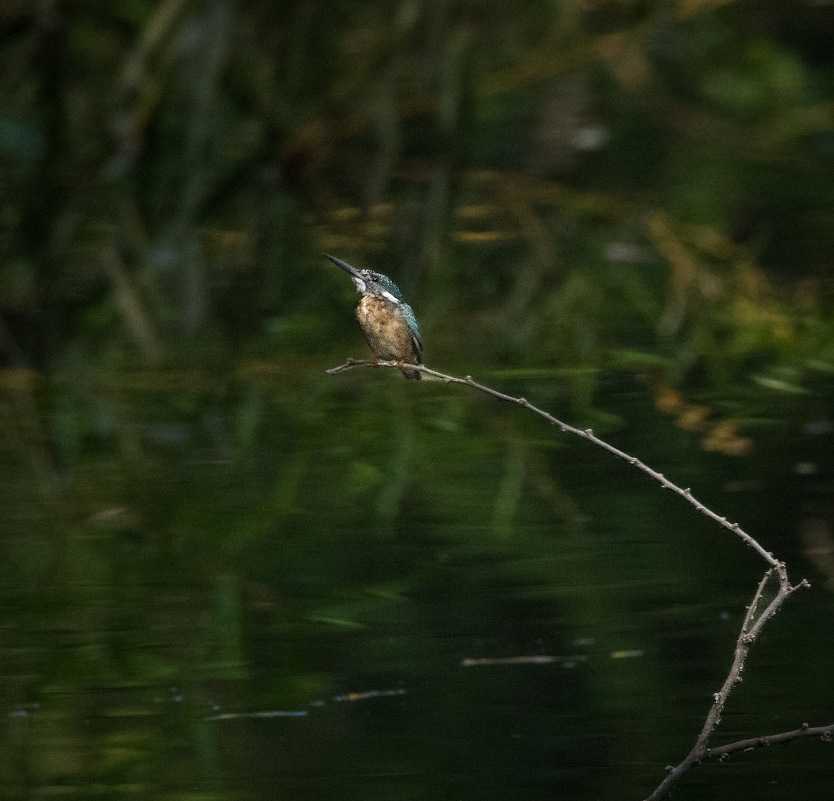 Common Kingfisher - ML644676377