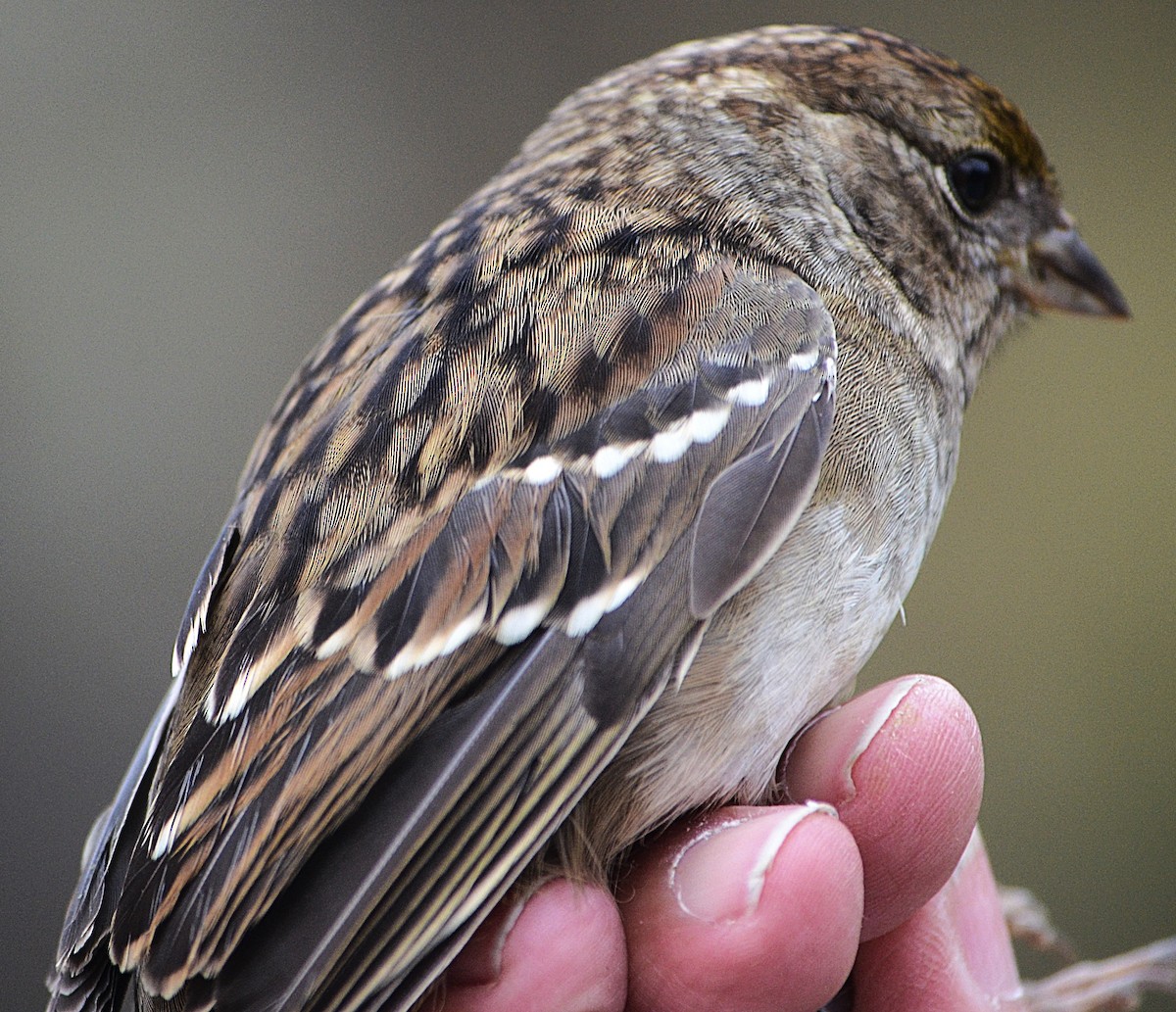 Golden-crowned Sparrow - ML644676378