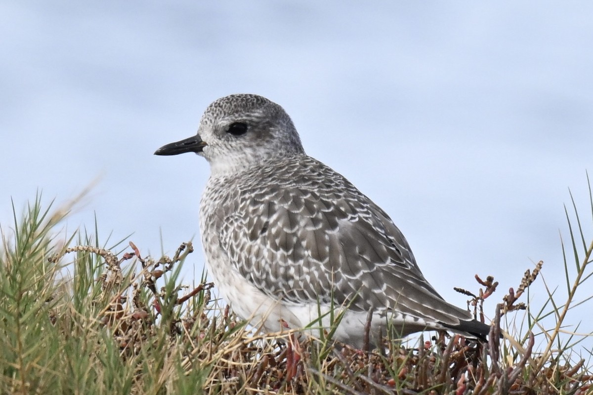 Black-bellied Plover - ML644676379
