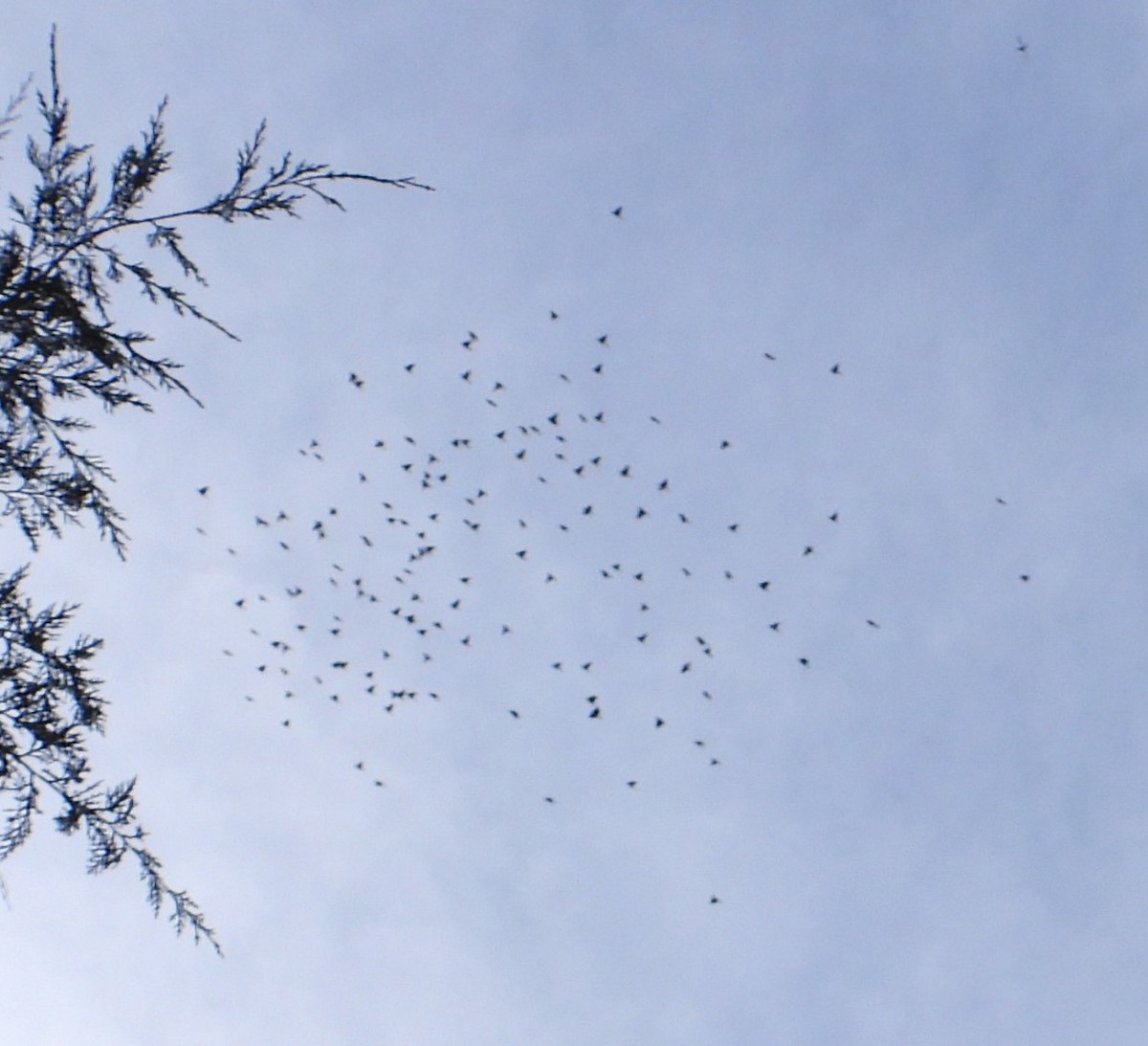 Cedar Waxwing - ML644676380