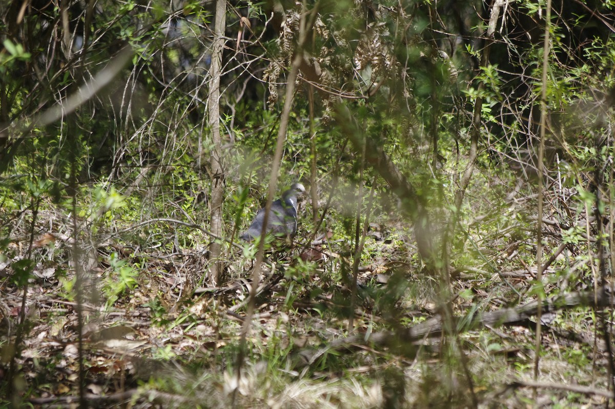 Wonga Pigeon - ML644676381