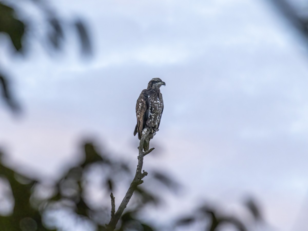 Bald Eagle - ML644676382