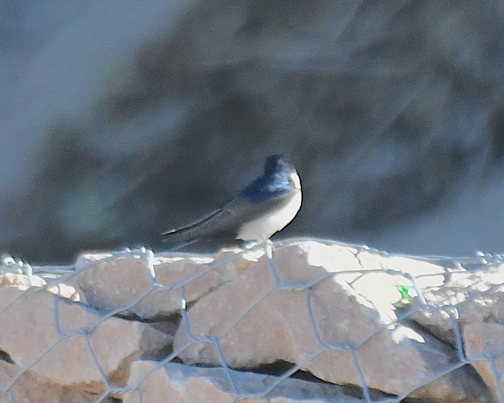 Blue-and-white Swallow - ML644676392
