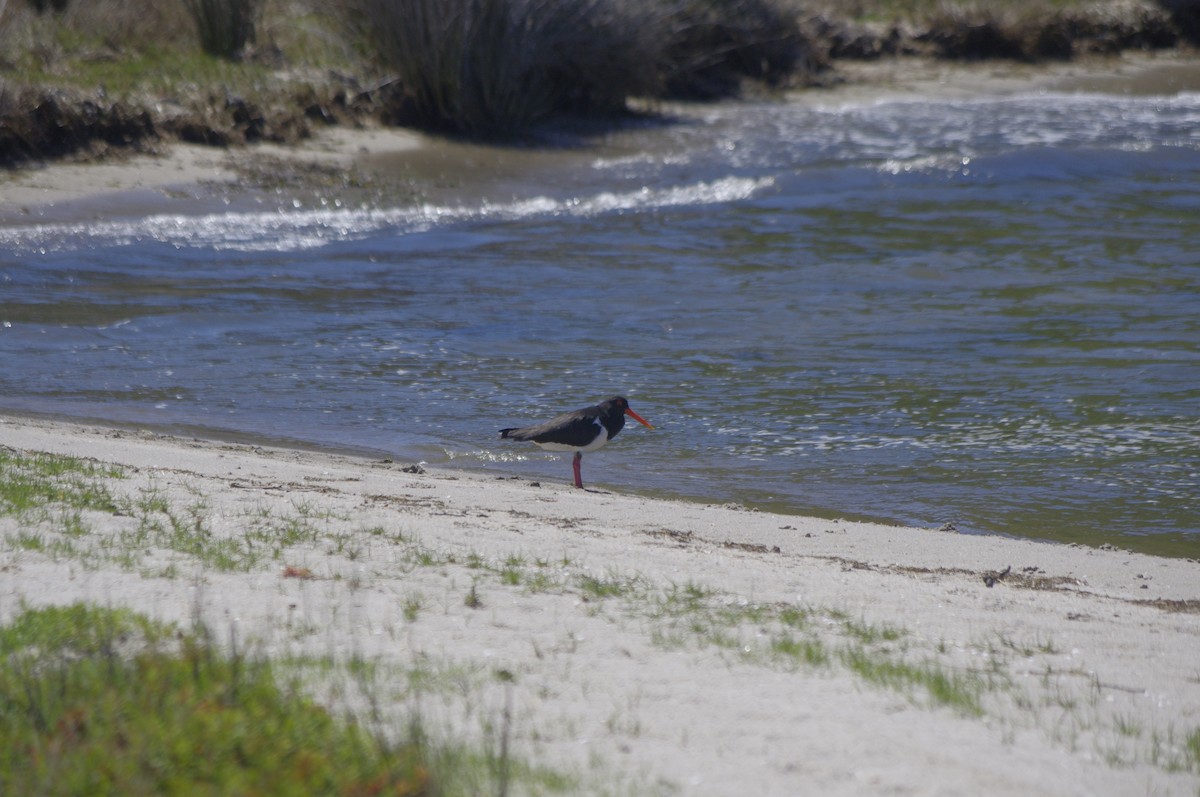 Pied Oystercatcher - ML644676394