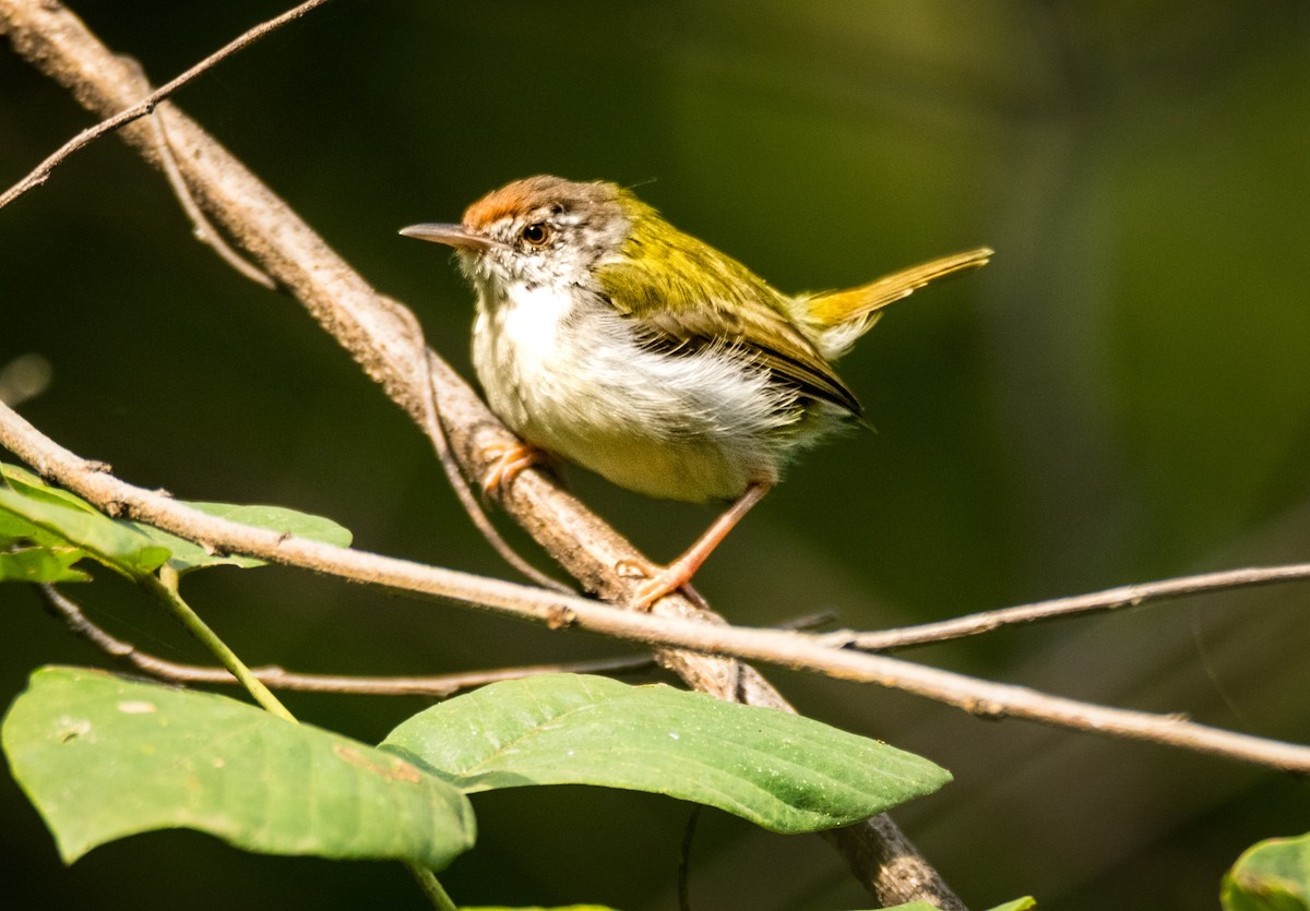 Couturière à longue queue - ML644676401
