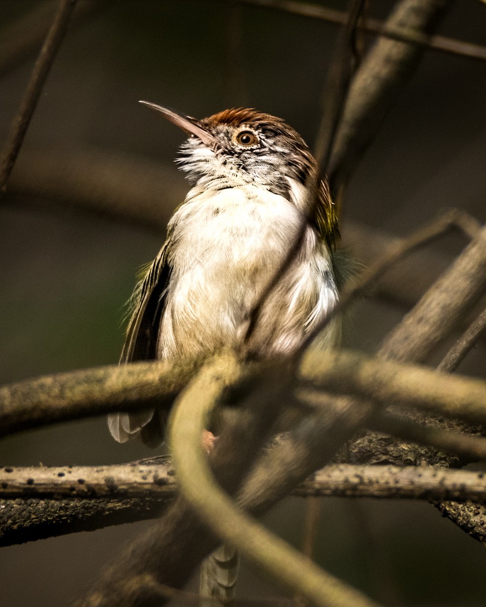 Couturière à longue queue - ML644676402