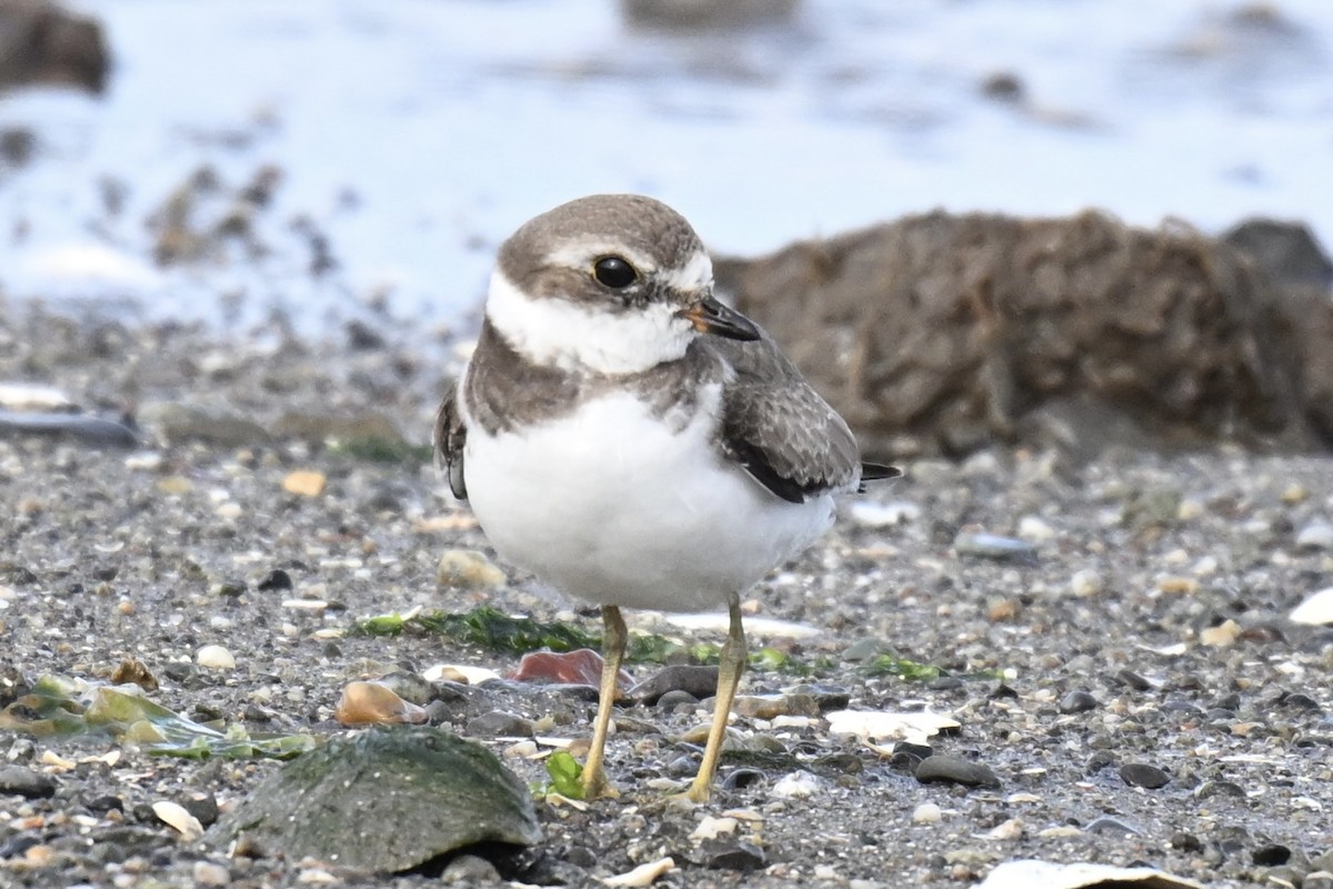 Semipalmated Plover - ML644676408