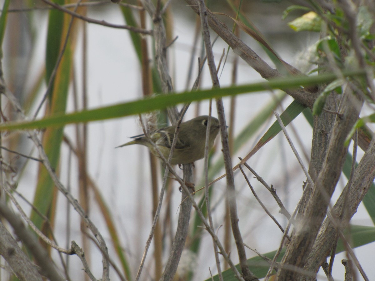 Ruby-crowned Kinglet - ML644676411