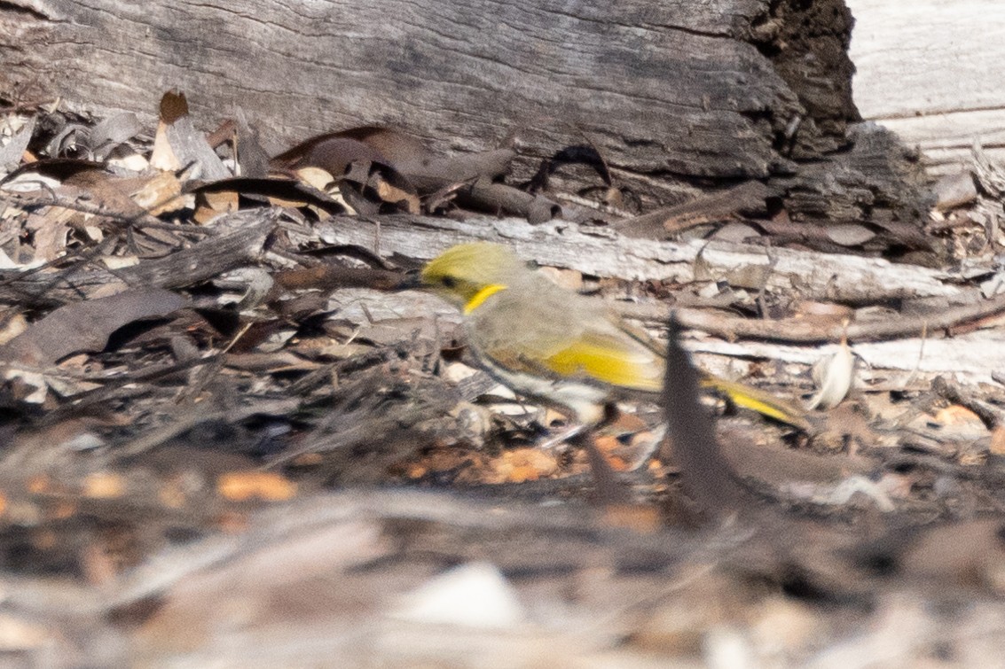 Méliphage orné - ML644676414