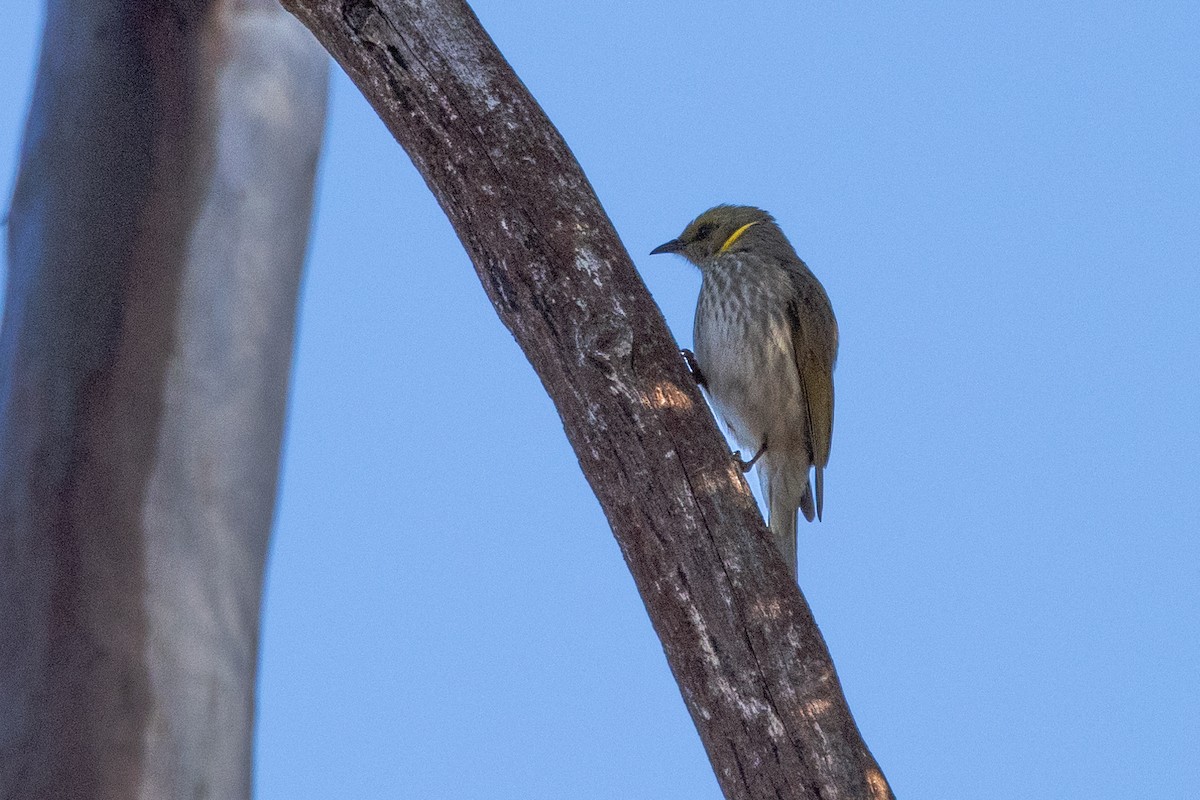 Méliphage orné - ML644676415