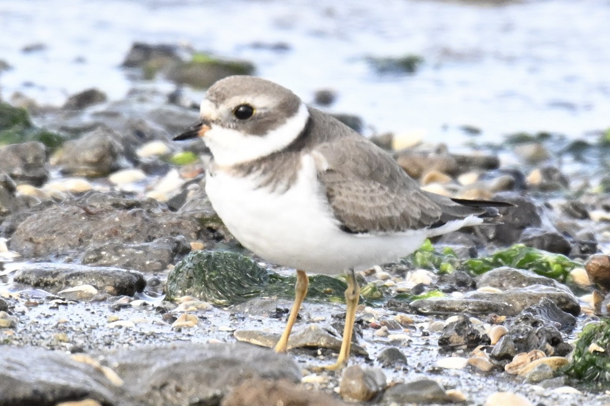 Semipalmated Plover - ML644676417