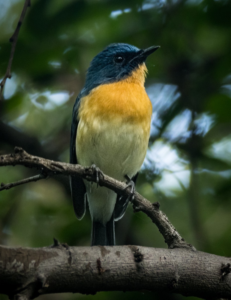 Gobemouche de Tickell - ML644676419