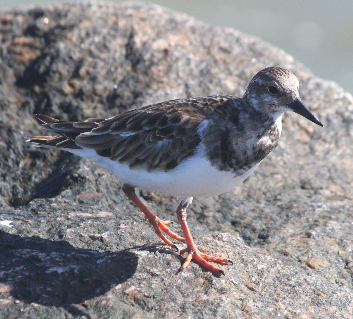 kamenáček pestrý - ML644676421