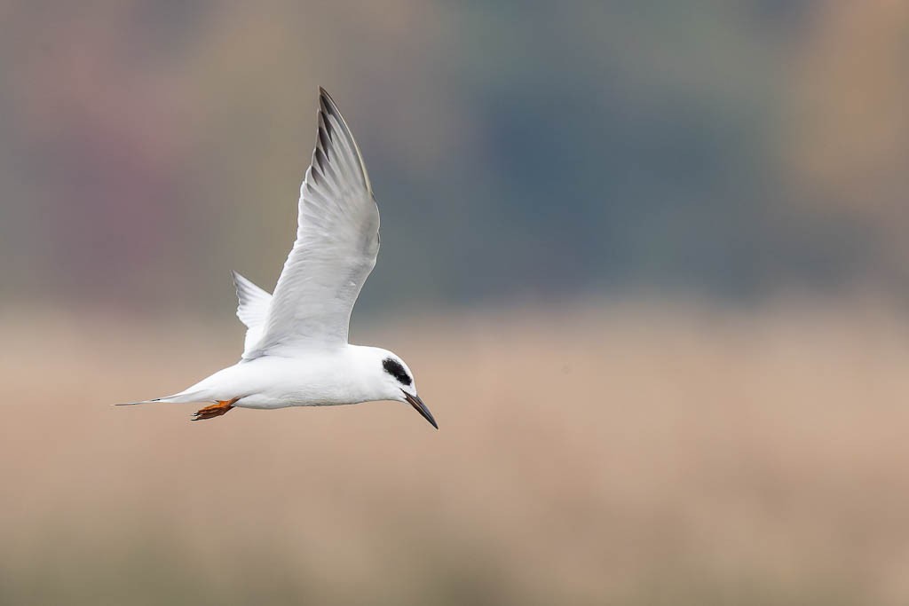 Forster's Tern - ML644676423