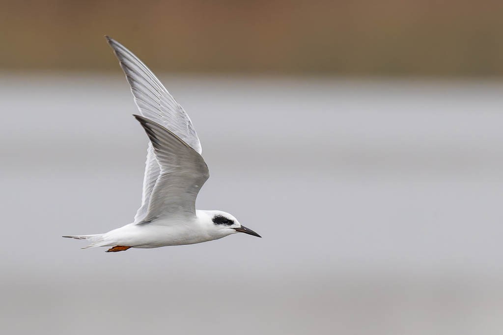 Forster's Tern - ML644676424