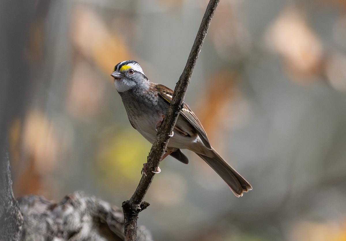 ノドジロシトド - ML644676436