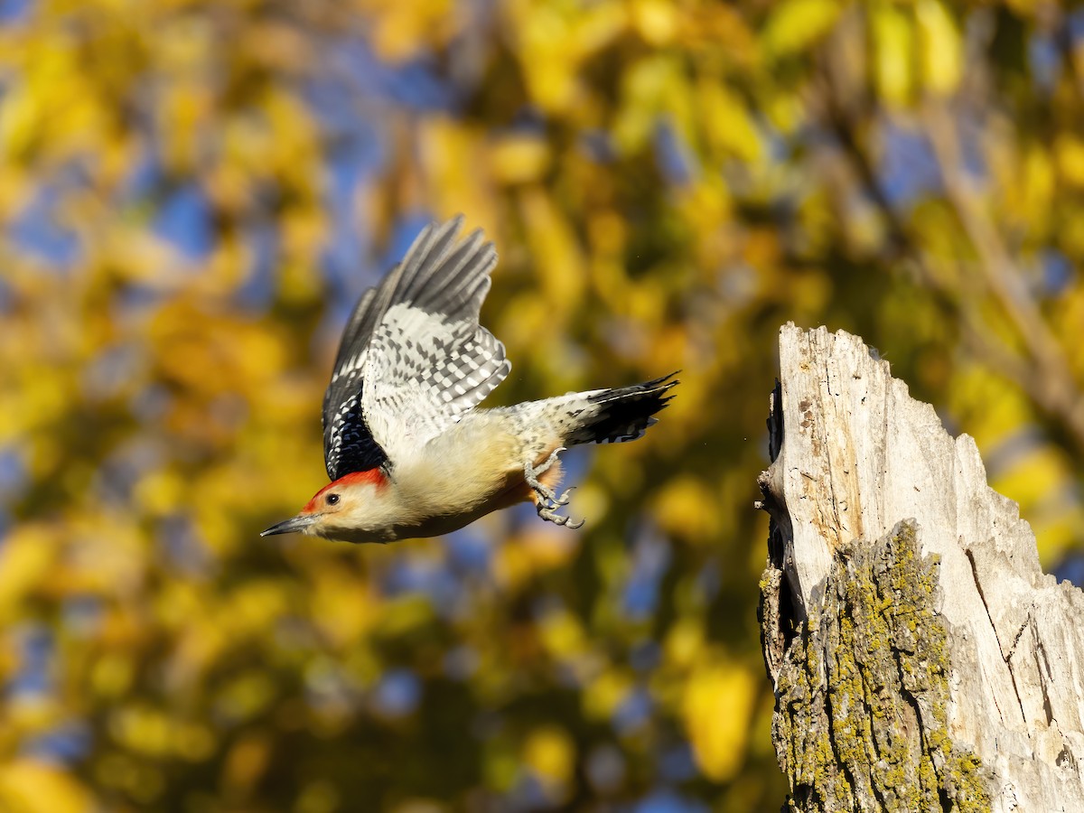 Red-bellied Woodpecker - ML644676439