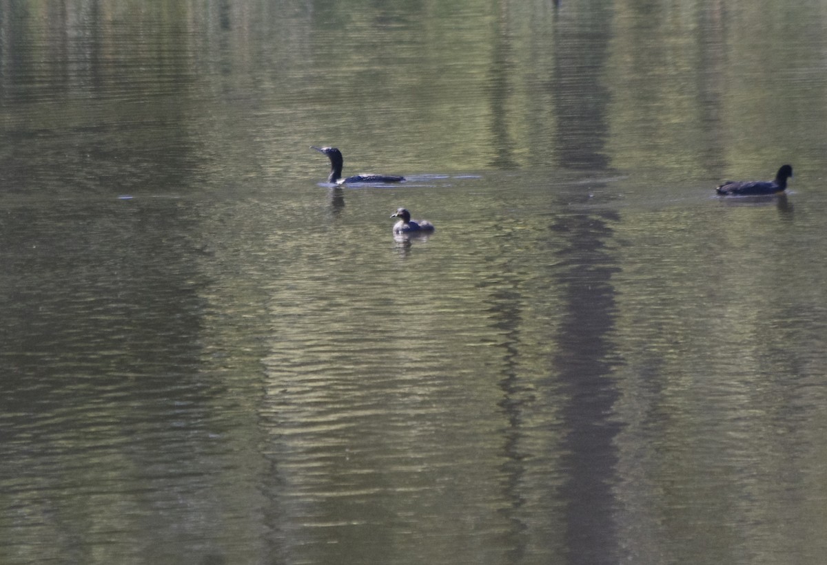 Australasian Grebe - ML644676443