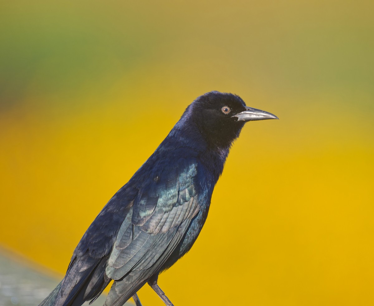 vlhovec člunoocasý - ML644676446