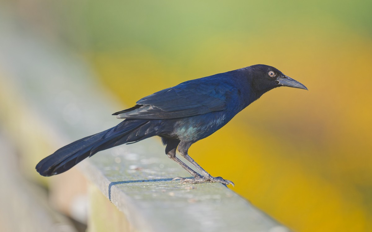 vlhovec člunoocasý - ML644676447