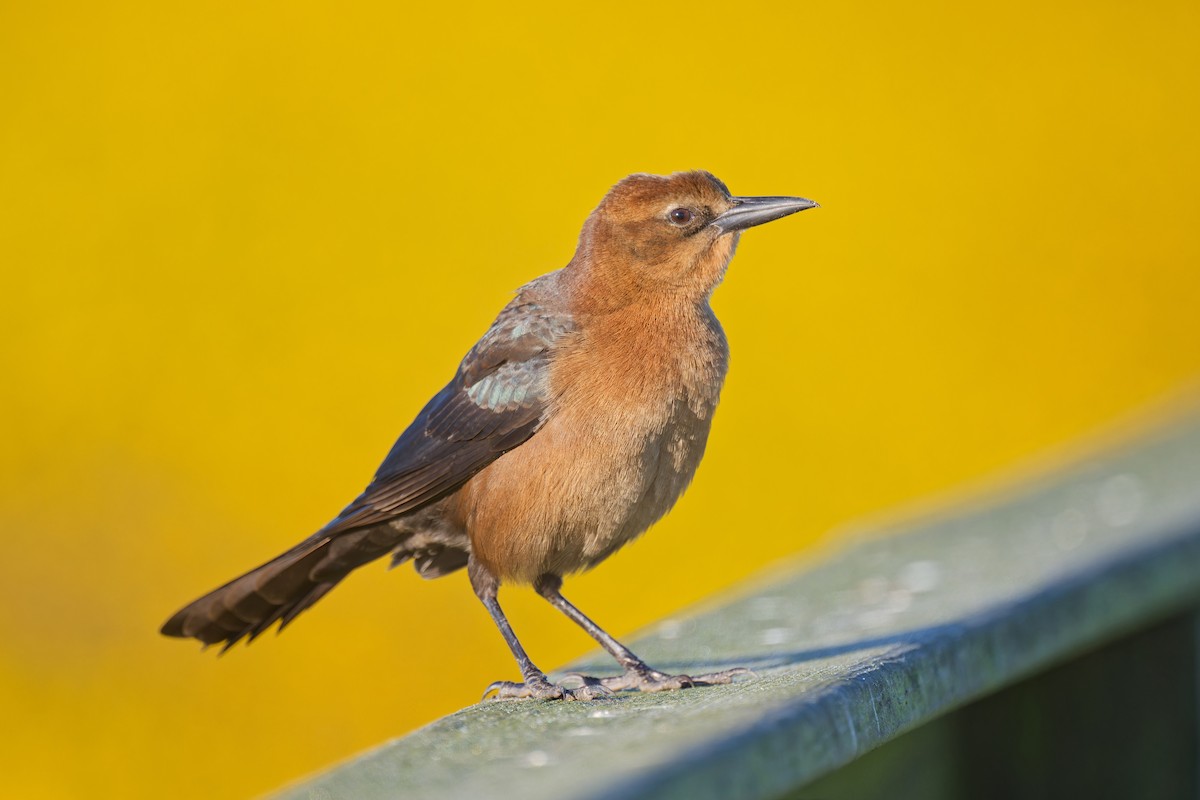 vlhovec člunoocasý - ML644676448