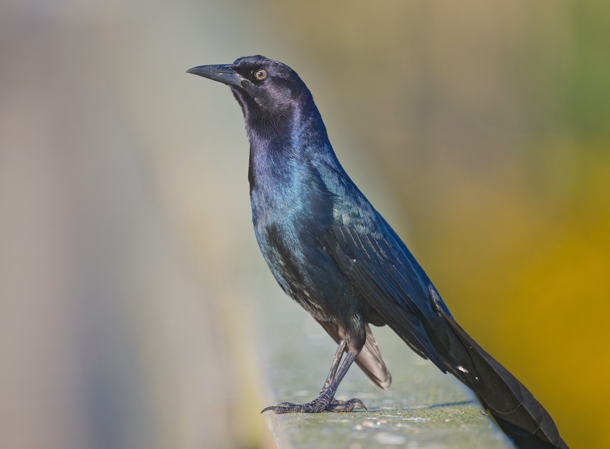 vlhovec člunoocasý - ML644676449