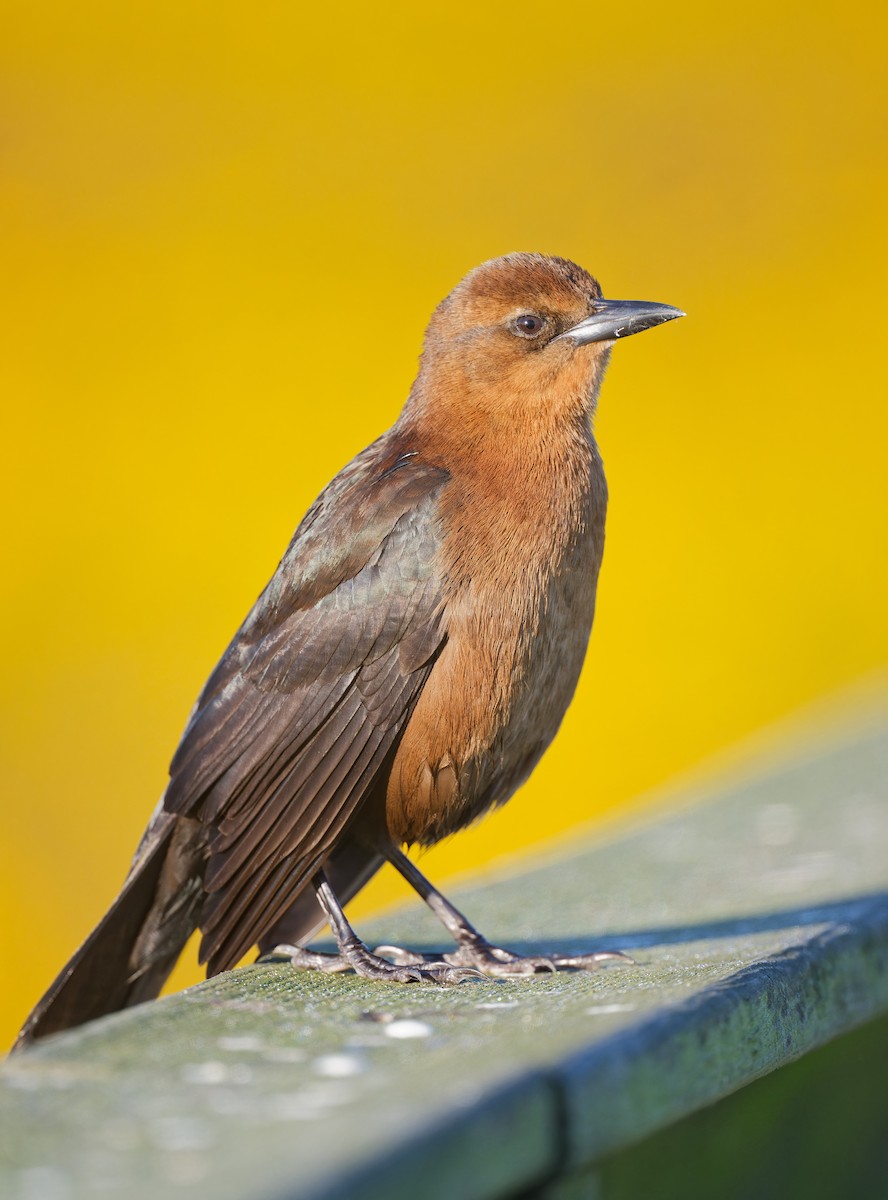 vlhovec člunoocasý - ML644676450