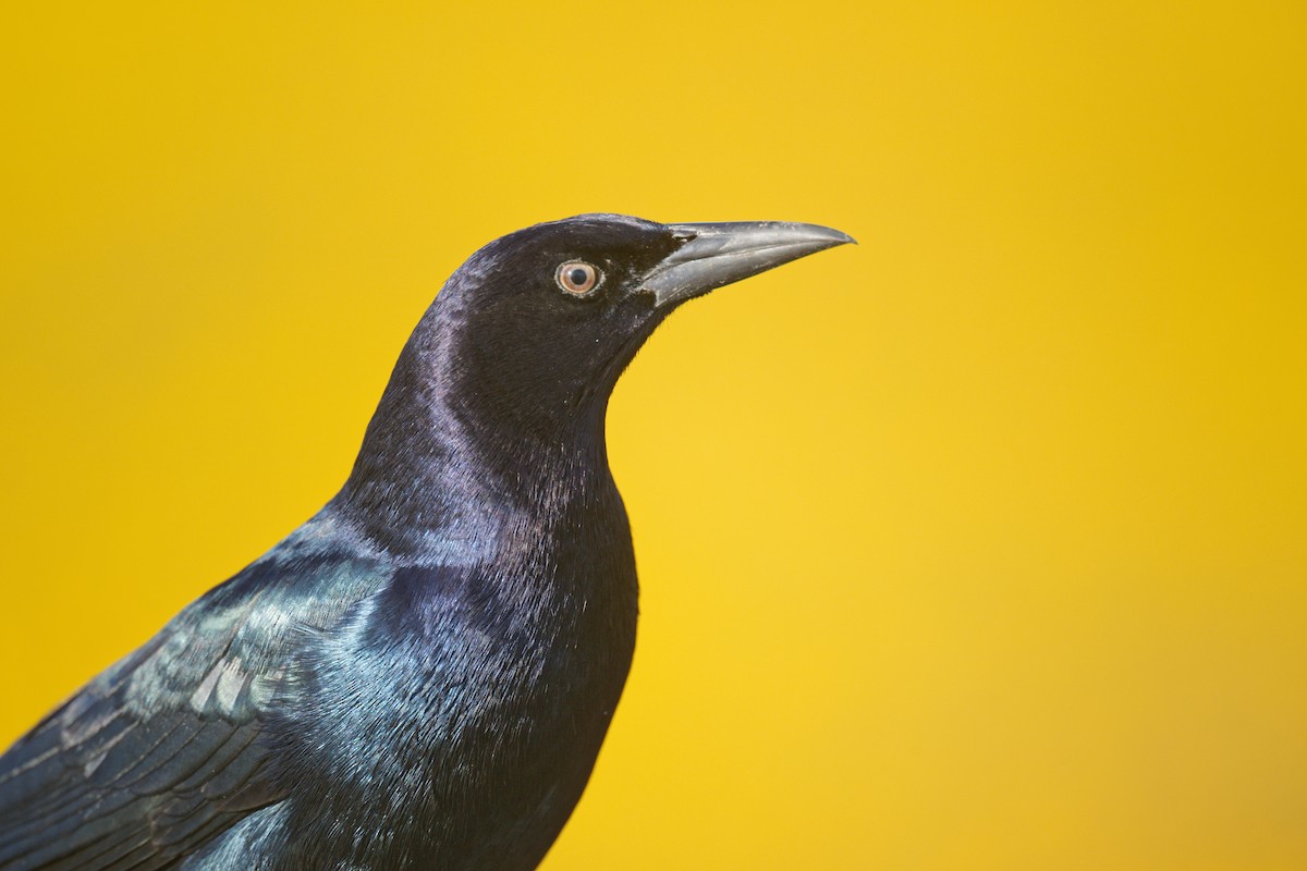 vlhovec člunoocasý - ML644676451