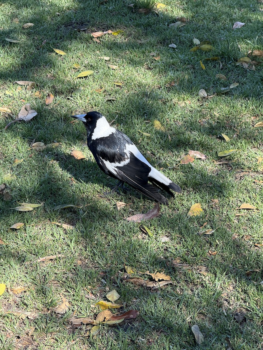 Magpie-lark - ML644676453