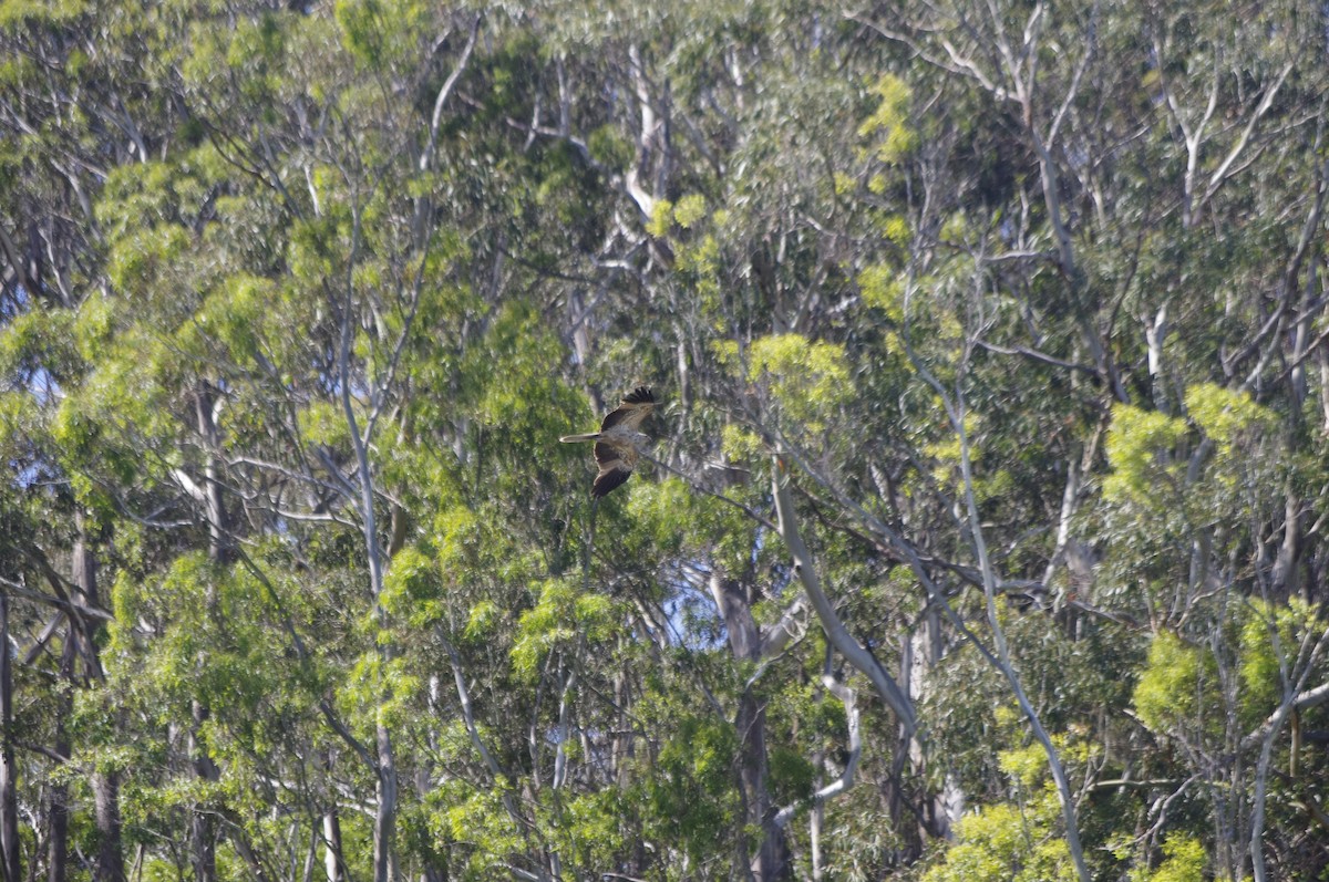 luňák hvízdavý - ML644676458