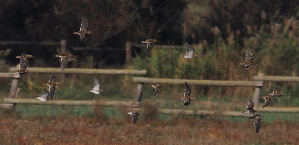 bekasina otavní - ML644676462