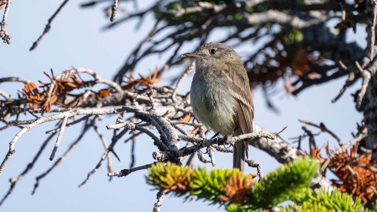 Dusky Flycatcher - ML644676463