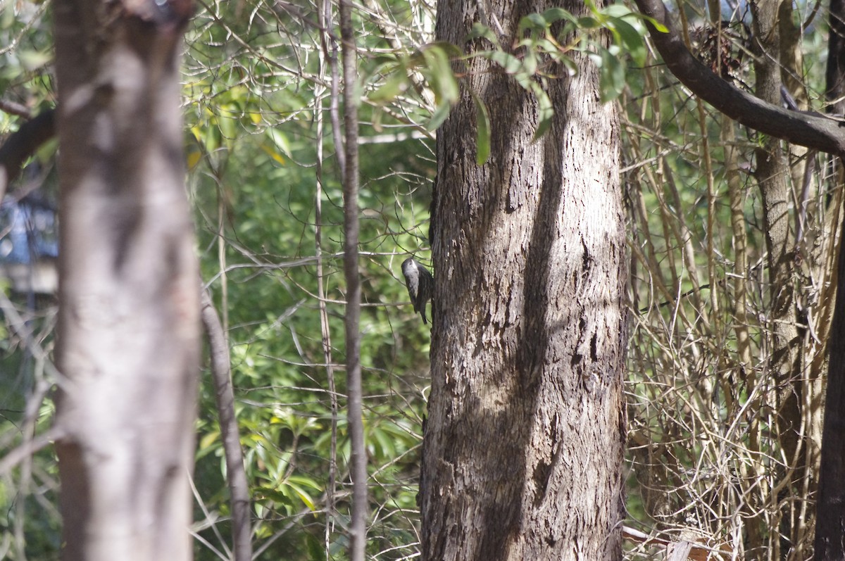 lezčík bělohrdlý - ML644676464