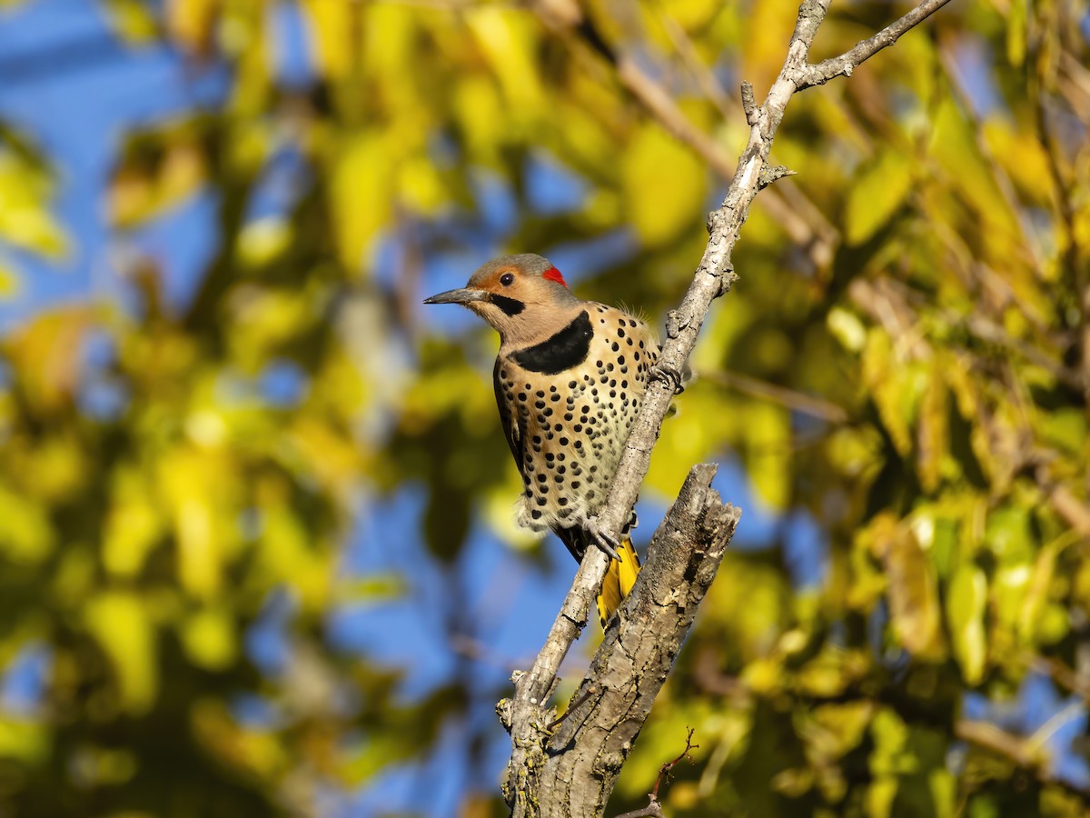 datel zlatý - ML644676466