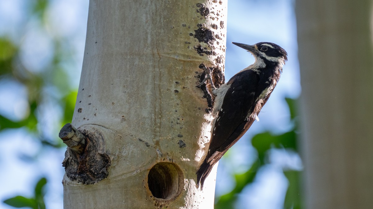 strakapoud americký - ML644676467